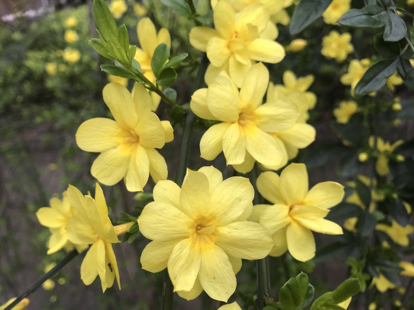 靓丽的迎春花四