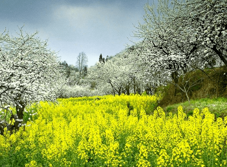 【詩詞鑑賞】品味古詩詞裡的春天,十首春景的詩詞,邂逅最美的春天!!_