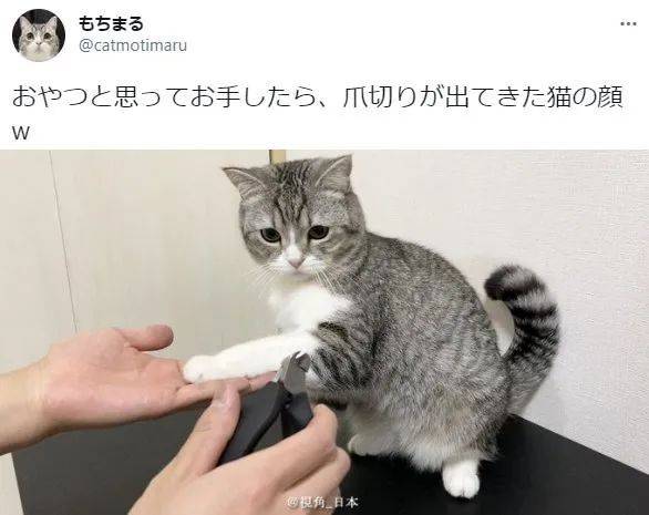 人和猫之间的信任没有了 丈夫