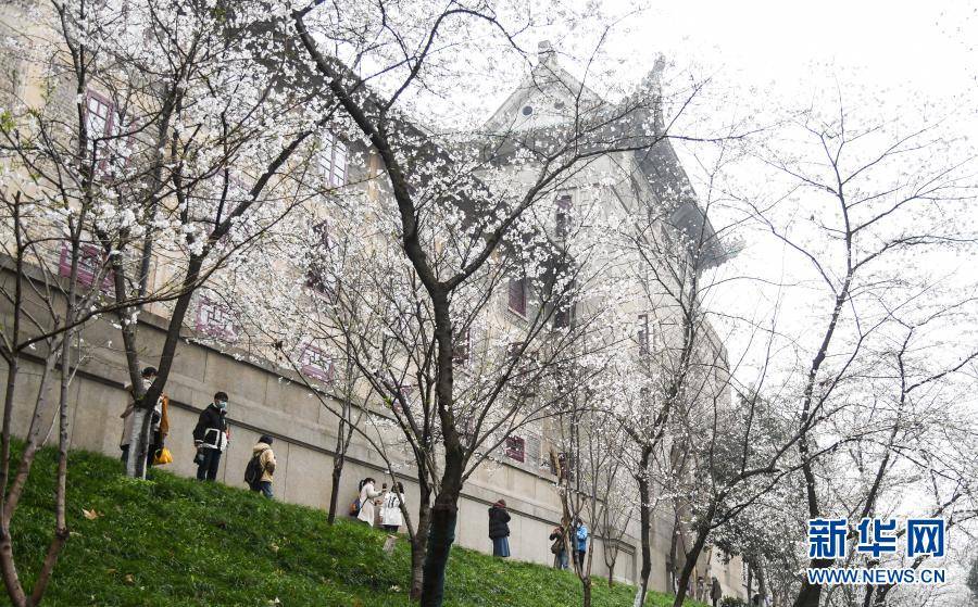 武汉大学开始接待预约游客赏樱，周末每天限额1.5万人