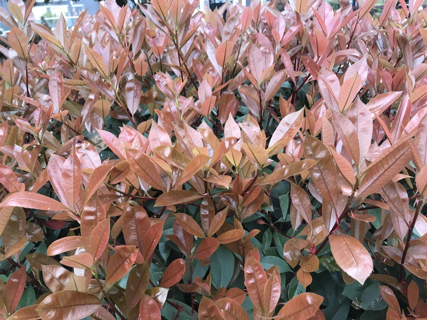 咖啡色的红杏木-搜狐大视野-搜狐新闻