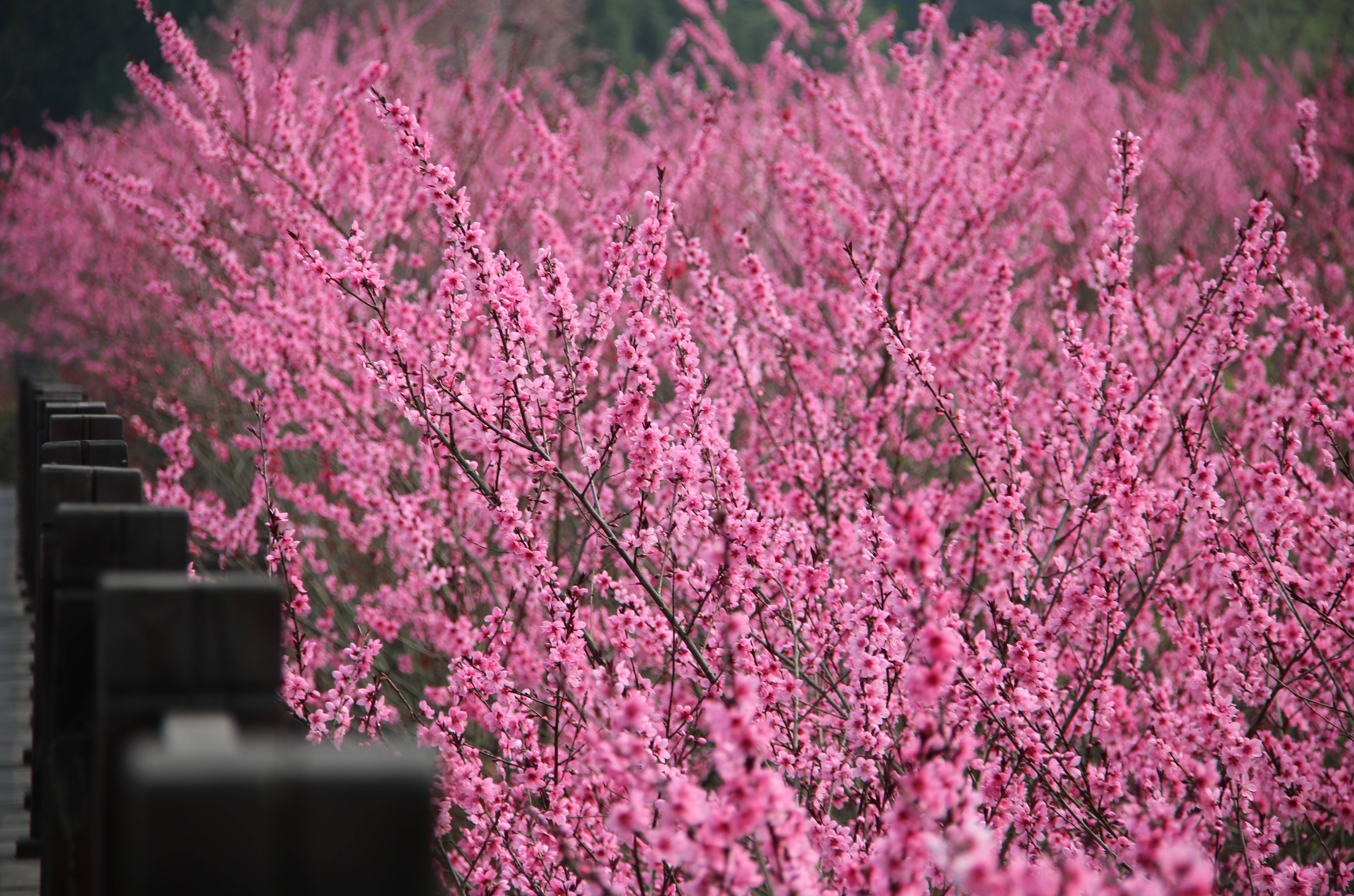 “醉美遵义·酱香仁怀”2021年春季踏青赏花启动仪式将于本周末启动！