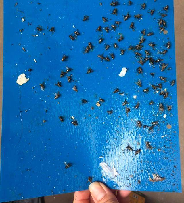 月季花枯花败叶长残了,都是这种黑虫子在搞鬼,赶紧灭了