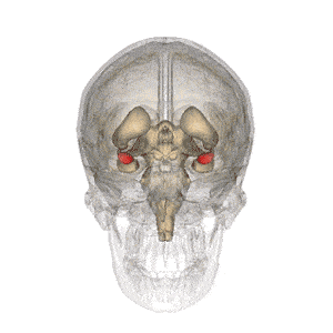 杏仁核杏仁核在听到指甲刮黑板的声音时会异常兴奋,于是霸道地接管了
