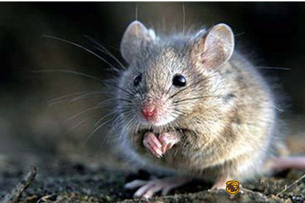 什么办法让老鼠自己出去 bc31bf8fff98462f967157471d578c32.jpeg