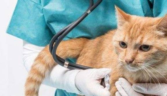 什么是动物医院 cfd8f66d76c2456ea0c5e4298aa25cdf.jpeg