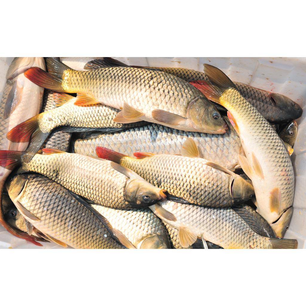 甲状腺患者应该怎么吃?专家口诀:三高一禁一适量