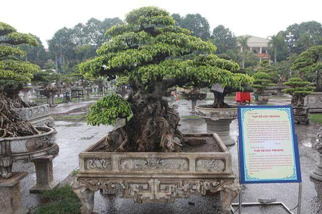 哪里买盆景便宜 0c62be26ad05429cbda58888aa5fcf54.jpeg