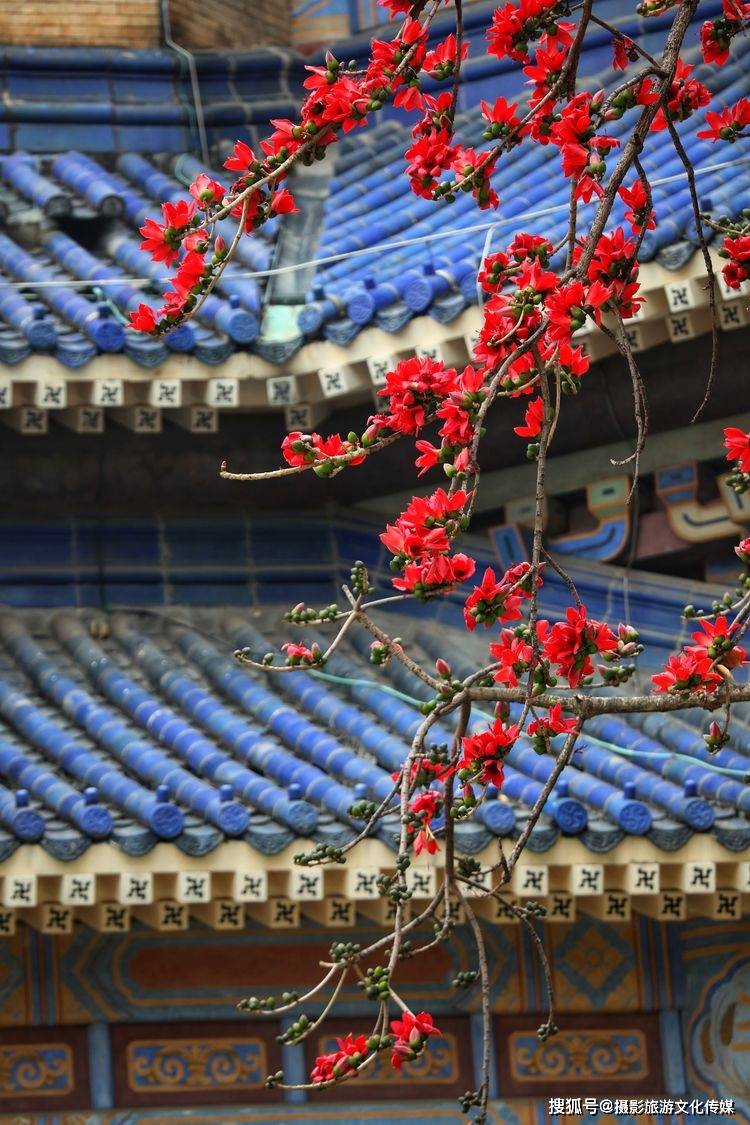 怡然影像|众芳丛里识英雄——木棉_张维屏