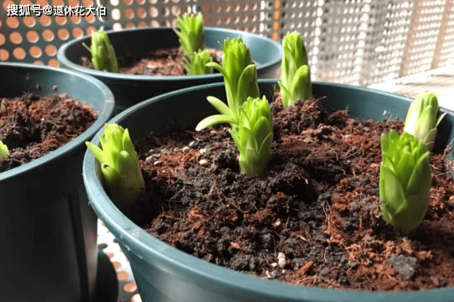 怎么养花甲螺 fbe9b65e828b4290a3f25bbe4362c4ea.png