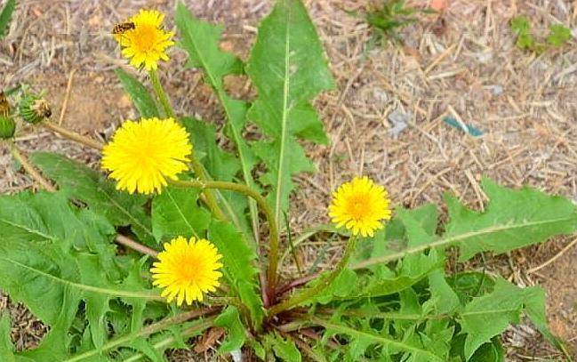 婆婆丁是哪种 00649417842f4f46a4b7b0439e767ffb.jpeg