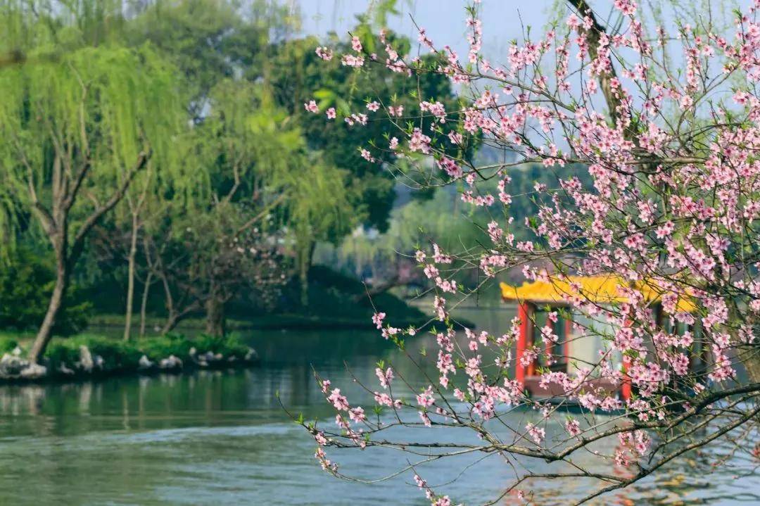 煙花三月揚州與瓊花不得不說的故事