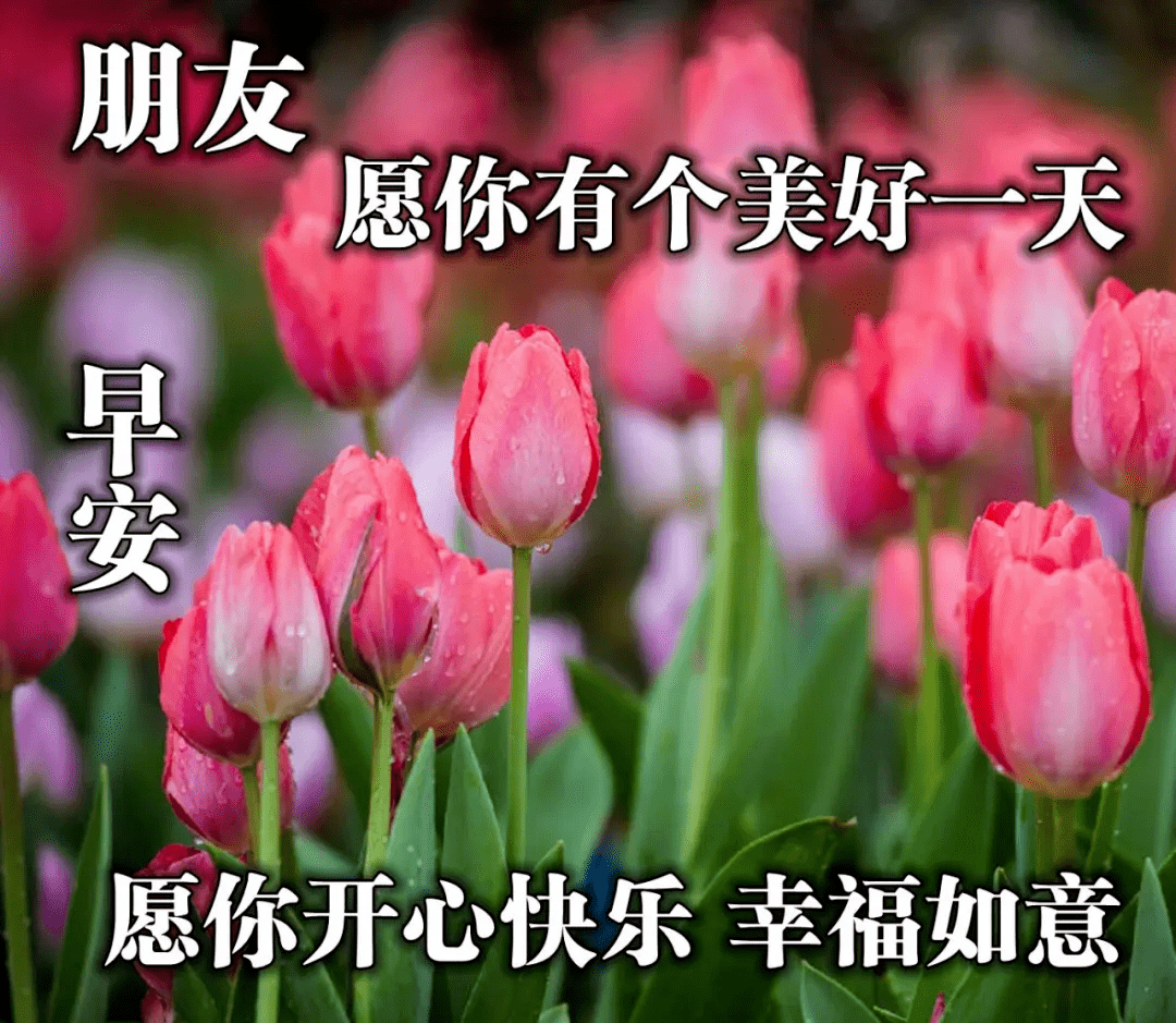 原創早上好最流行的早安經典問候祝福語超美鮮花圖片帶字