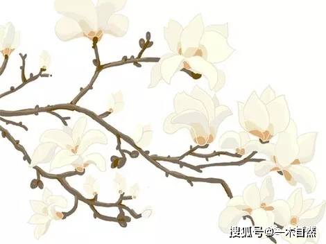 为什么早春的植物多是有花无叶 开花 为什么早春的植物多是有花无叶 开花