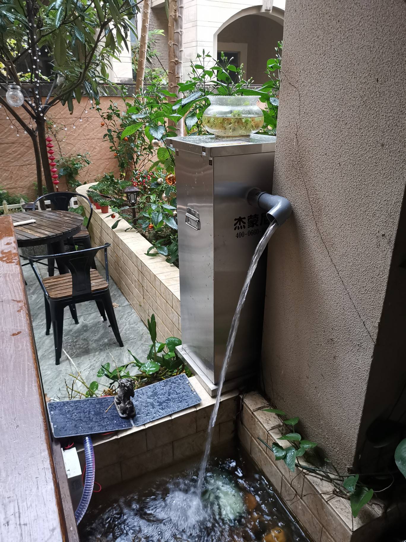 什么时间给鲤鱼喂食