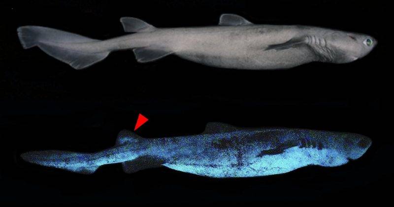 发光的鲨鱼,它们分别是:铠鲨 (dalatias licha),灯笼乌鲨 (etmopterus
