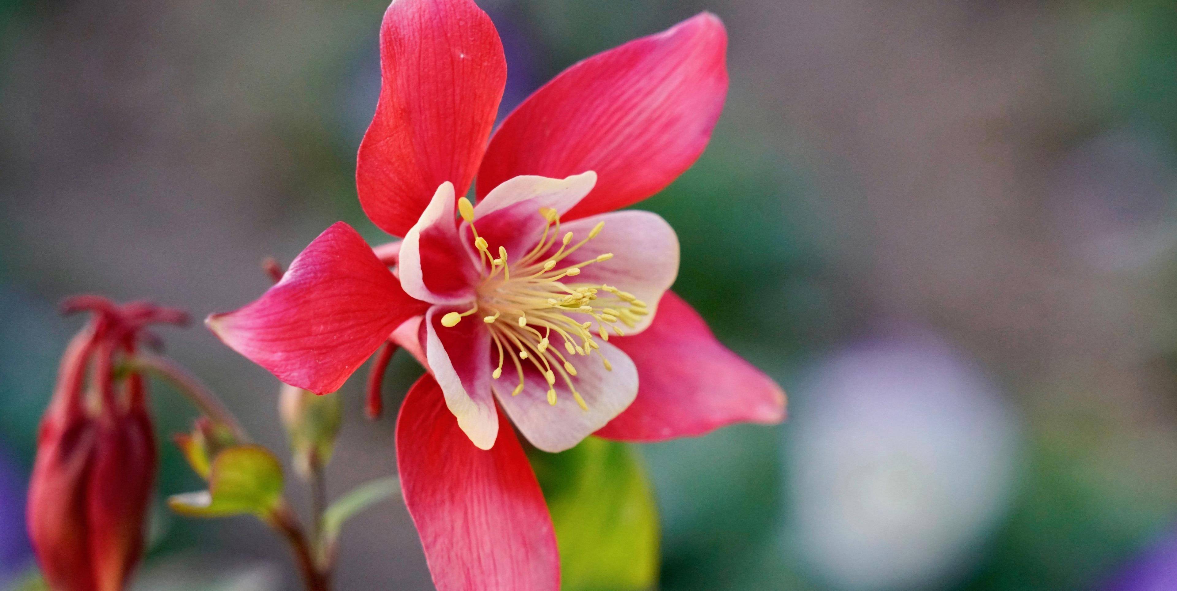 3月15日 21日爱情运势 双子甜言蜜语 狮子相互扶持 射手配合默契 伴侣