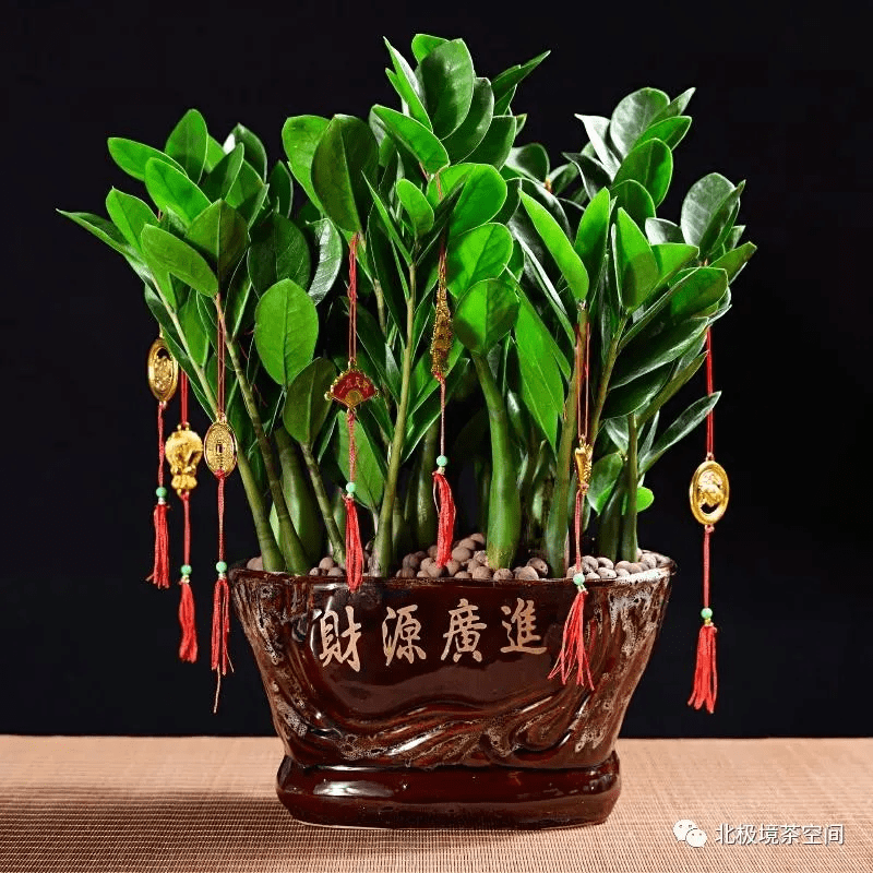 植物旺运十二生肖属鼠最适合养的旺运植物