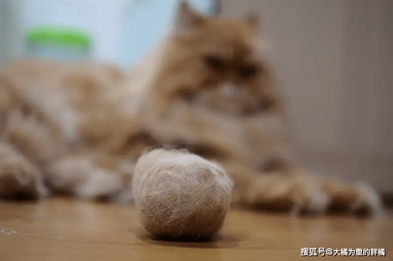 别怕猫咪 吐毛球 只要次数少 大可用这几种办法为它去毛球 毛发