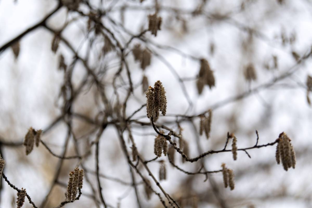北京大风从树上吹落大量毛毛虫原来是杨树花絮