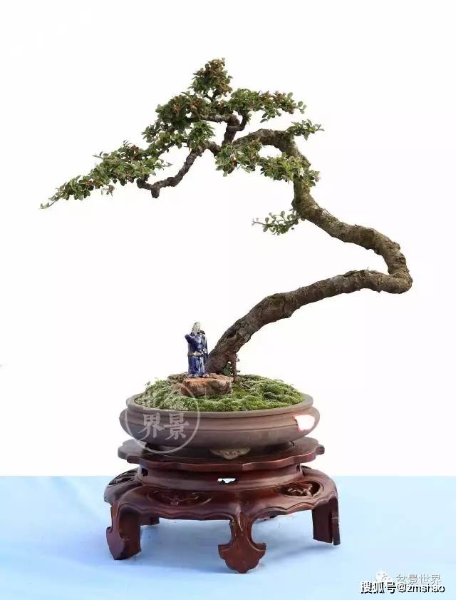 栒子又称为铺地蜈蚣