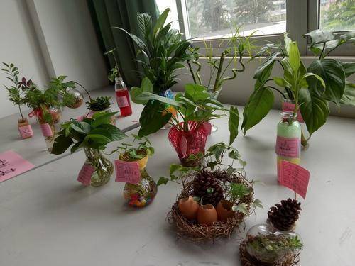 怎么养花才能养得好小妙招 9004aa3e7dbc4715a4383ea92ae0411c.jpeg