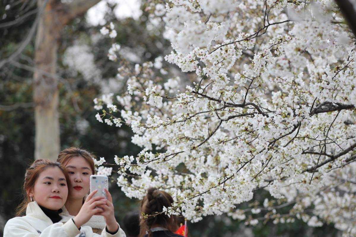 许昌学院樱花节图片