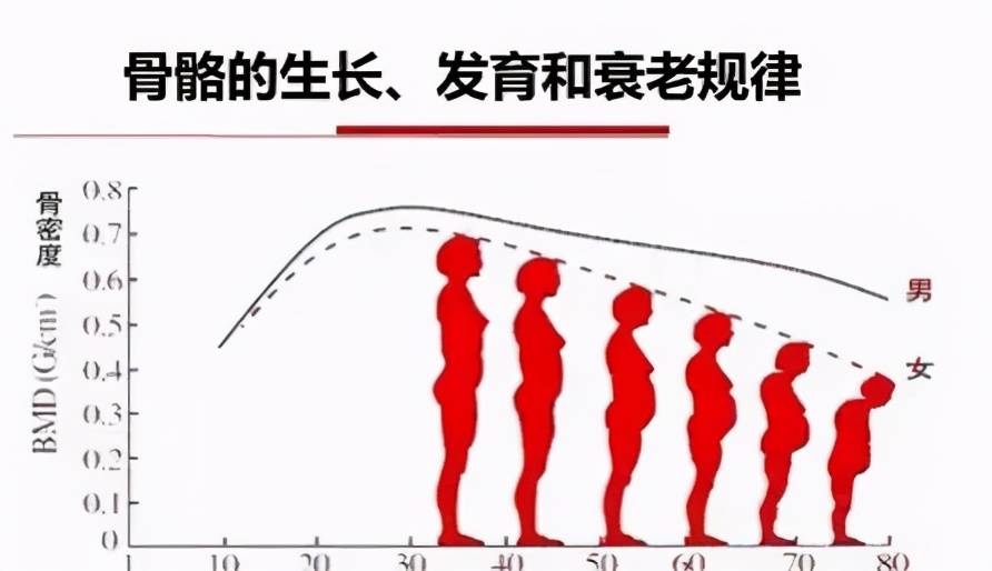 逐渐丢失,与男性相比,女性骨量减少的开始时间要比男性提前10年以上