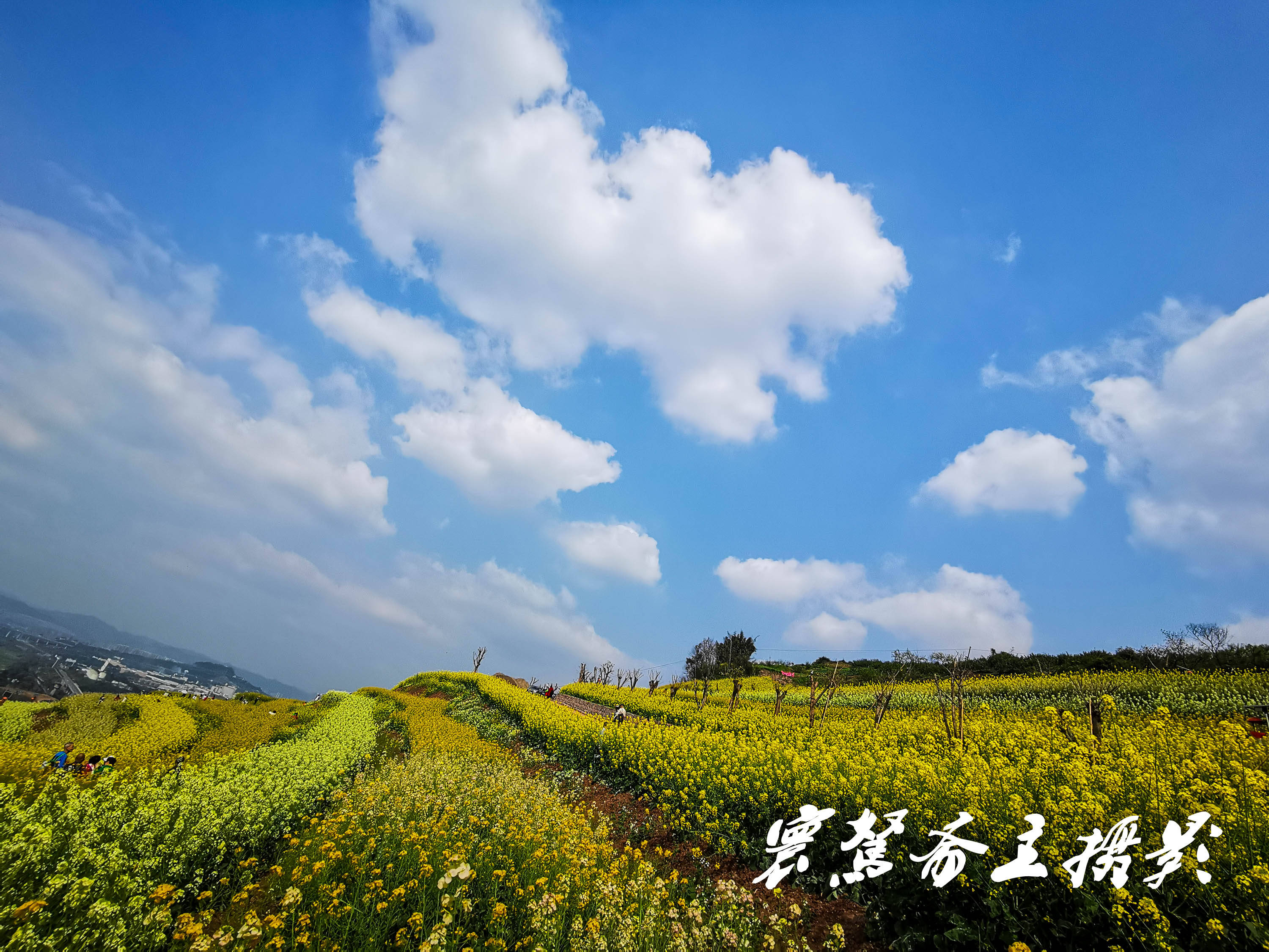 重庆的五彩油菜花不止水土有，大渡口石盘村金鳌山顶也花开成海了