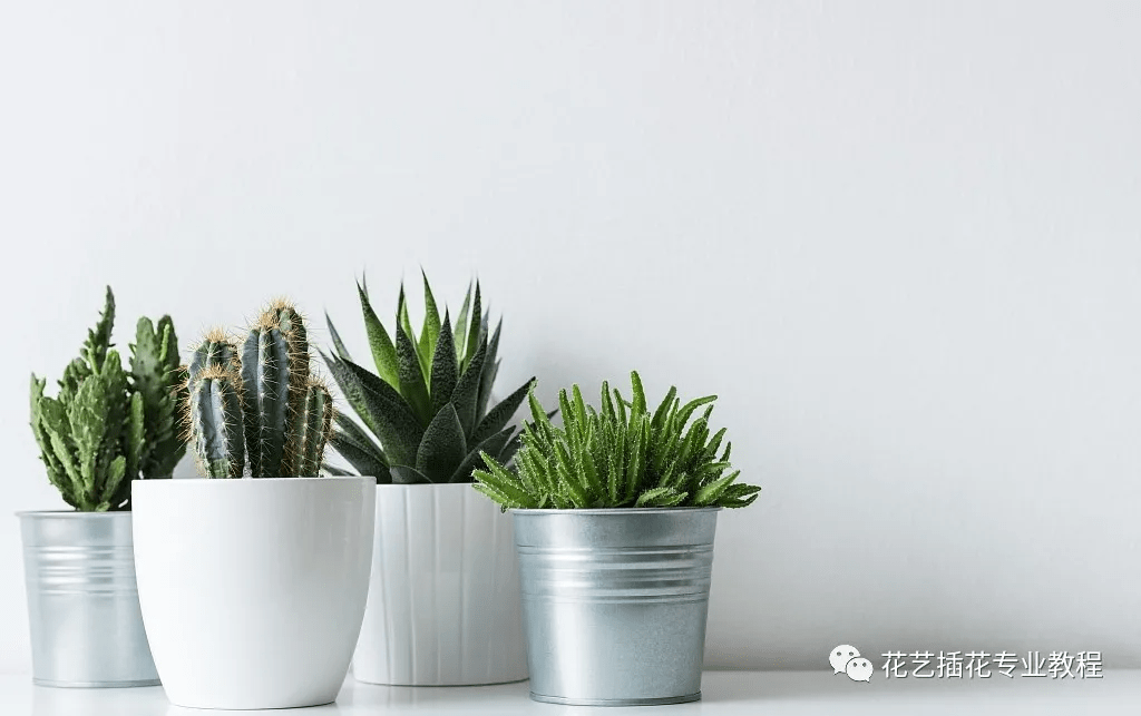 怎么养花视频教程 430638b6f98c408a94b4fab3268e4a88.png