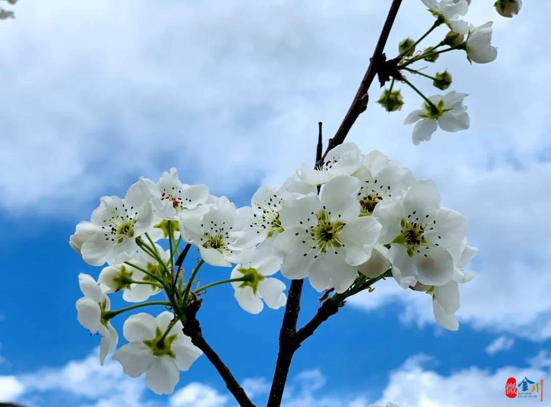 阿坝州金川县万亩梨花绽放 惊艳整个春天