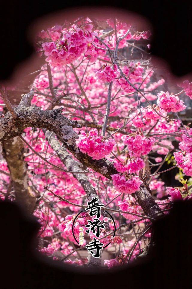 樱你而来！普济寺三百年樱花，正烂漫盛放
