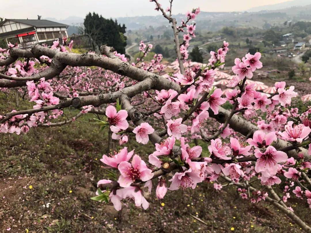 龙泉驿区花期预报