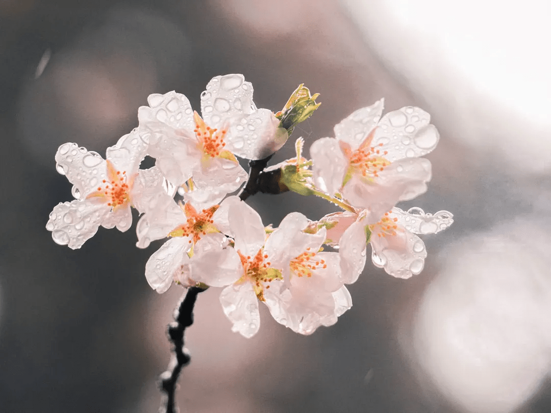 行走的耳朵珞樱盛景春的命名术