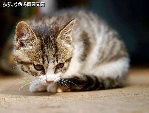 养宠小知识 小猫慢慢适应新的环境 怎么让新来的小猫吃东西 主人