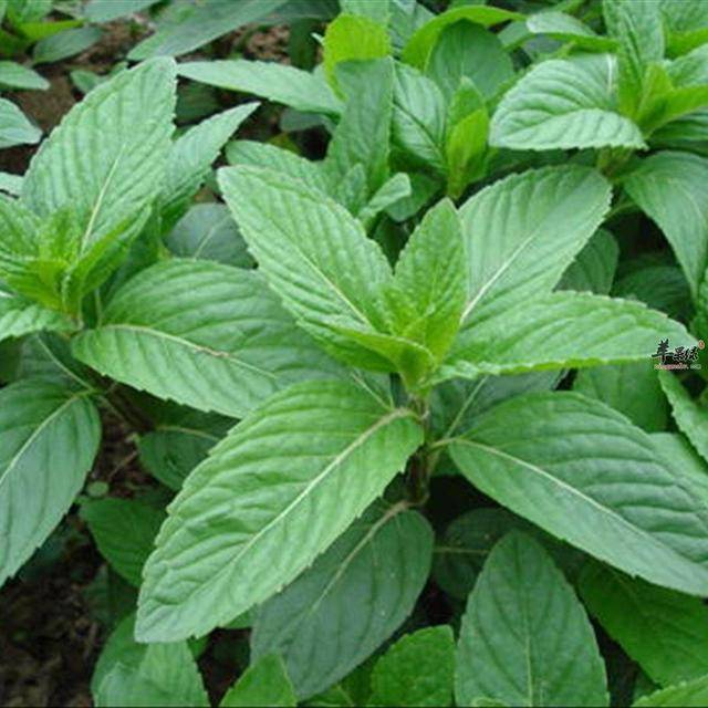 夏天养不出爆盆薄荷?做好这几方面,叶子翠绿有香味_种植