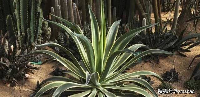 又叫金边莲,龙舌兰,金边假菠萝,龙舌兰科,龙舌兰属,它的叶片呈剑型