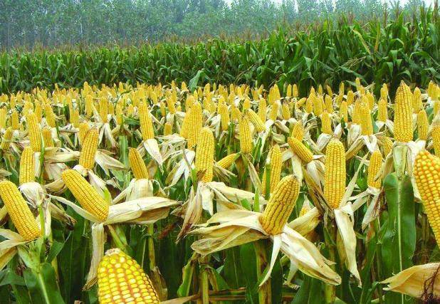 世界主要粮食品种的原产地 a218fbdeb13d4ca984622fe77b9d906d.jpeg