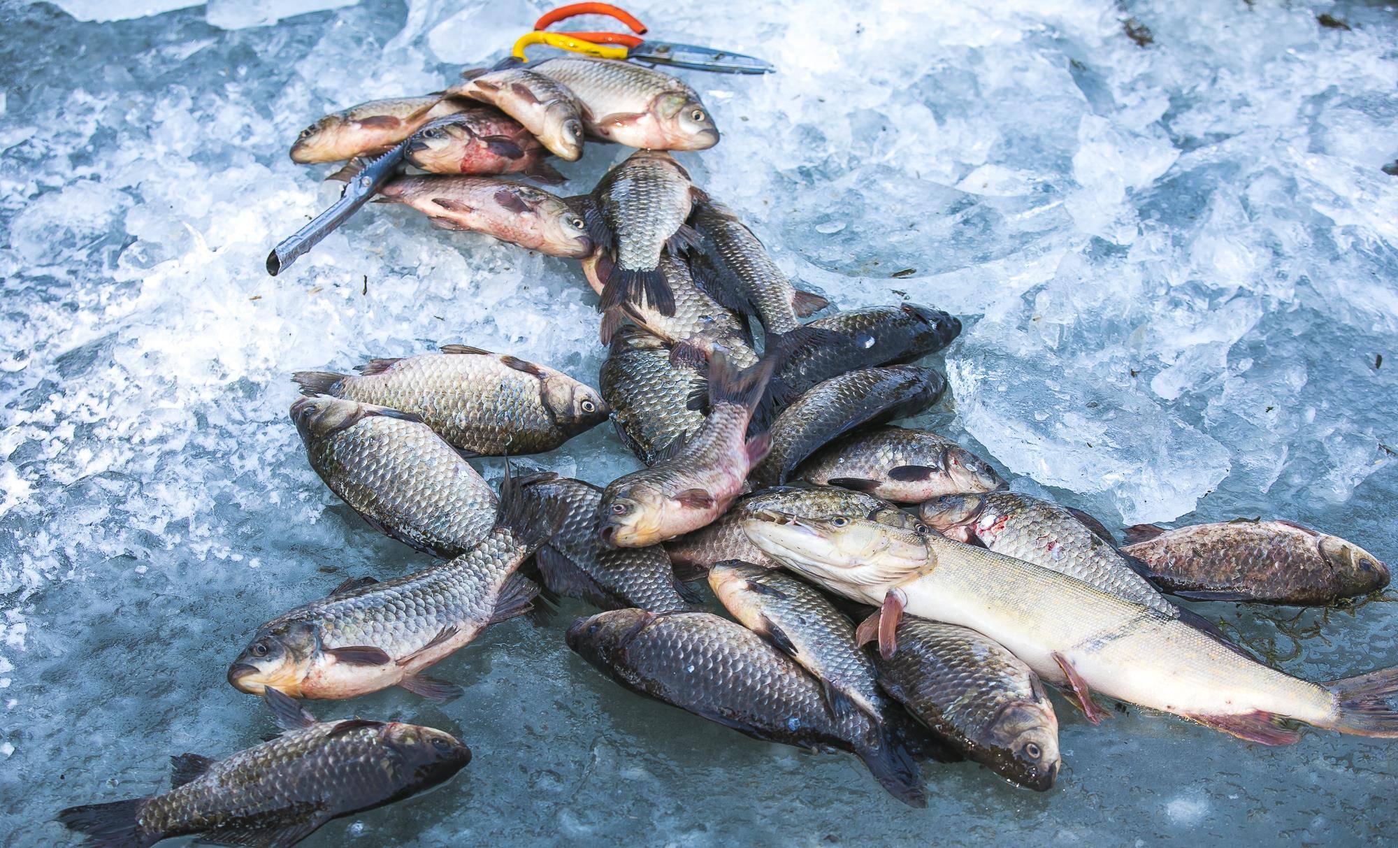 新疆有一种很厉害的鱼，叫五道黑，虽然凶猛可是味道真不错