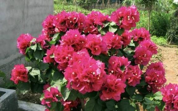 三角梅用什么花盆养最好 cfafbf3cad154bd7893fa947ee824b8d.jpeg