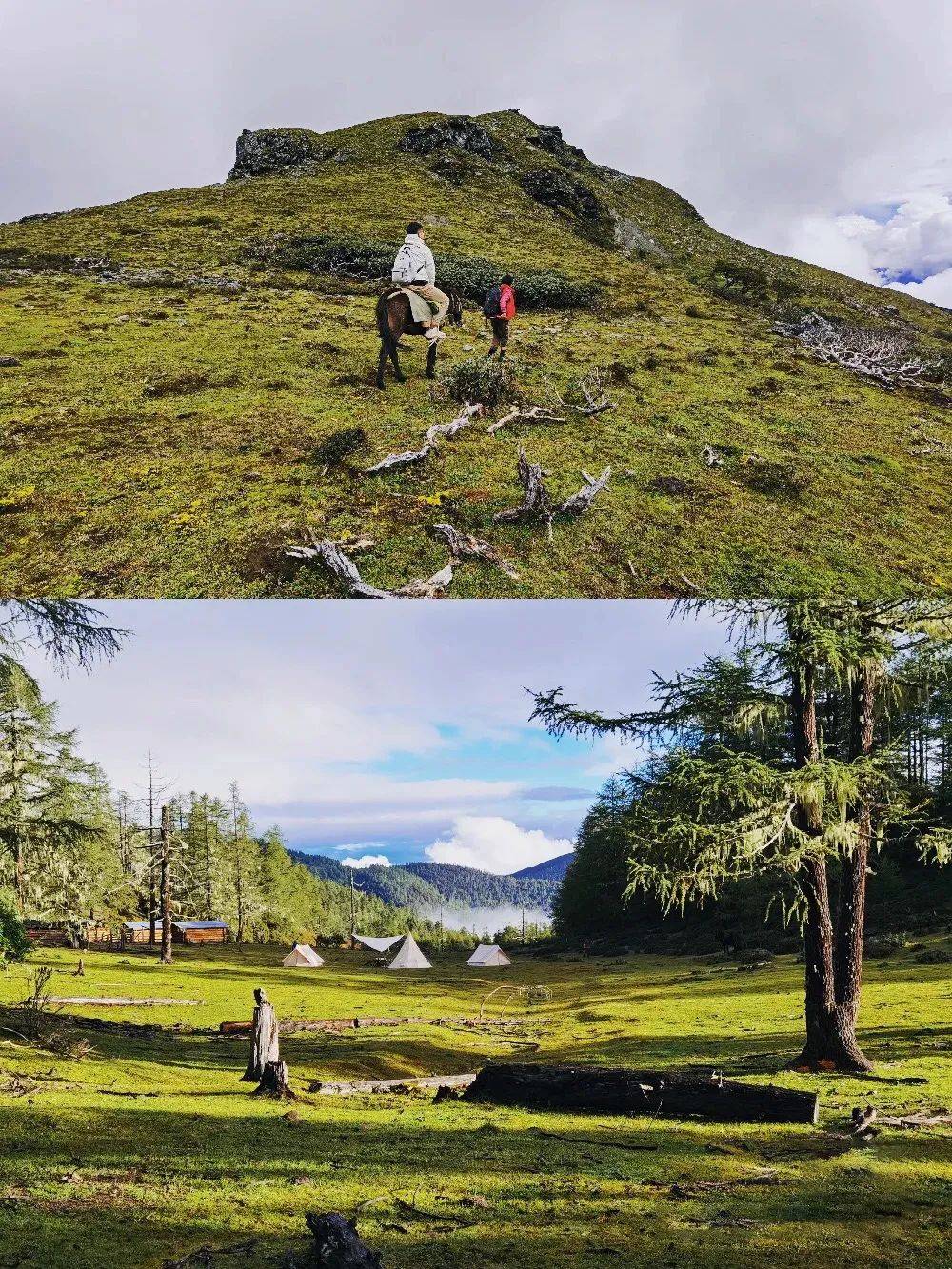 司藤的取景地是什么神仙地方四月满山杜鹃花开美成仙境