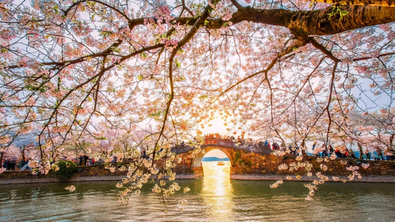 无锡鼋头渚樱花照片图片