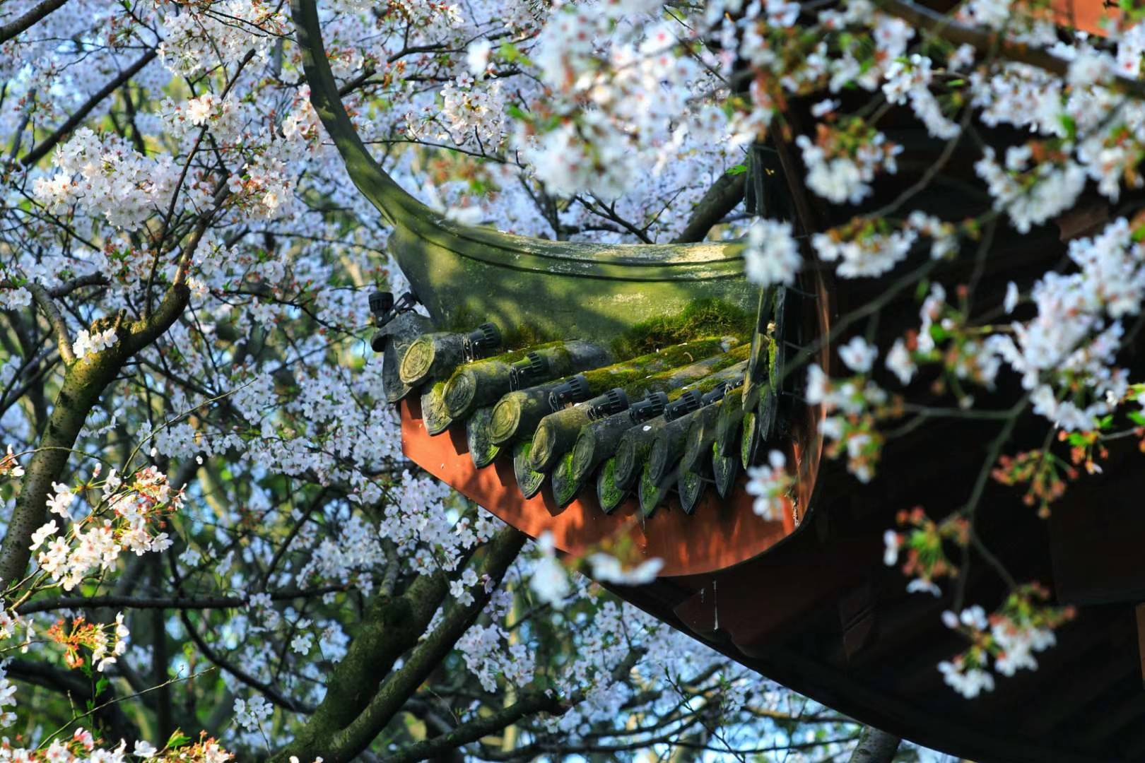 湖州 醉美 樱花季开启 但你知道她前世今生吗 吉野
