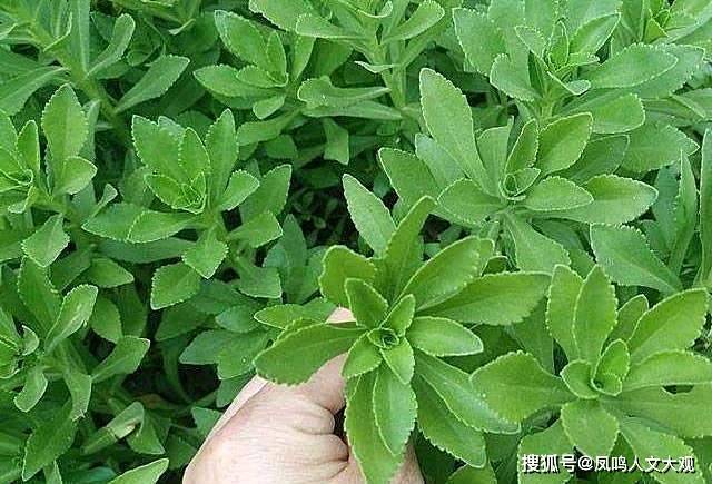 此种野菜叫救心菜俗称土人参养护心脏软化血管降三高