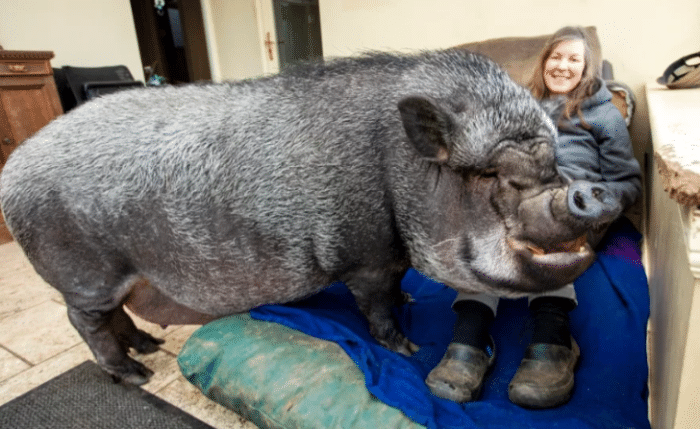 英国54岁女子把猪养到254斤 与它同吃住 连睡觉都要在一起 弗朗西斯科