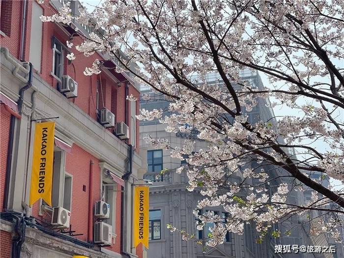 上海四季赏花的好地方，春天的樱花最出名，适合亲子旅游的景点