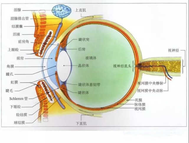 眼球壁是眼睛的重要组成部分,主要分外﹑中﹑内三层.