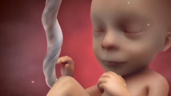 另外,由于人是恒温动物,所以在妈妈子宫里的宝宝享受的是全天候恒温