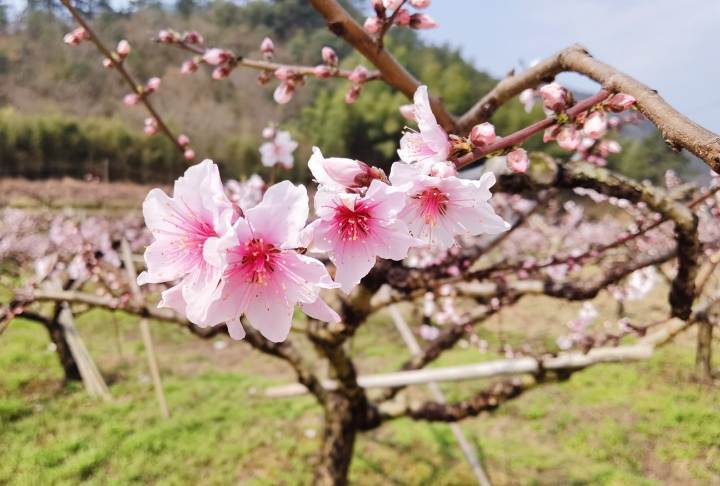 春风十里，不如桃园百亩有你，杭州临安有一片灼灼桃红正艳