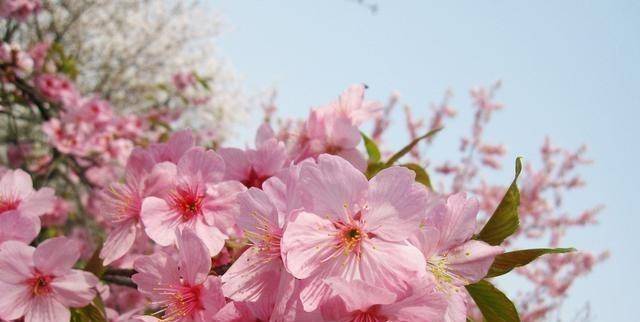 继“武汉樱花”之后，青岛杜鹃花也相继开放！大珠山成赏花胜地！